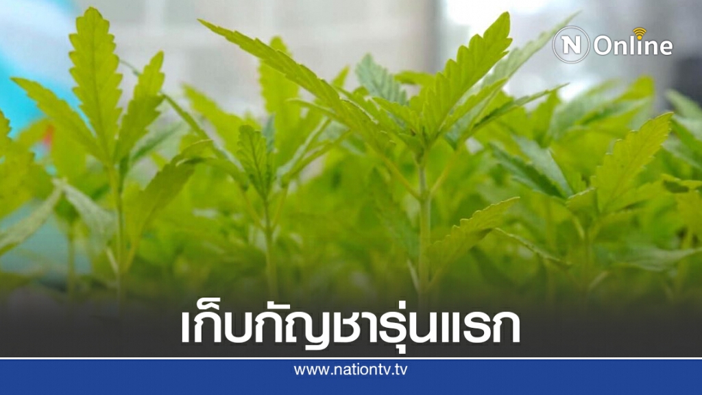 เก็บกัญชารุ่นแรกส่งผลิตยาสมุนไพร 9 ตำรับ เก็บกัญชารุ่นแรกส่งผลิตยาสมุนไพร 9 ตำรับ