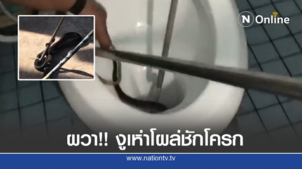 นักเรียนผวา งูเห่ามุดโถส้วม ในโรงเรียน นักเรียนผวา งูเห่ามุดโถส้วม ในโรงเรียน
