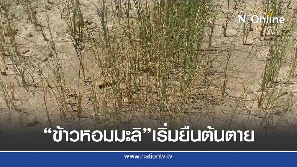 ฝนทิ้งช่วง-"ข้าวหอมมะลิ"เริ่มยืนต้นตาย ฝนทิ้งช่วง-"ข้าวหอมมะลิ"เริ่มยืนต้นตาย