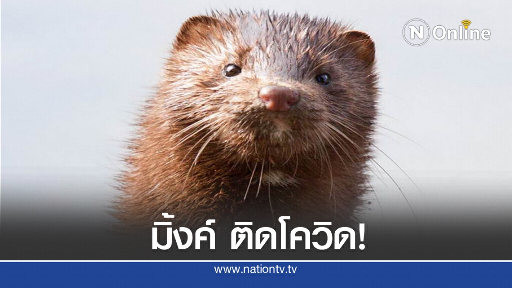 สเปน ปลิดชีพมิ้งค์ 100,000 ตัว หลังพบมิ้งค์ ติดเชื้อโควิด-19