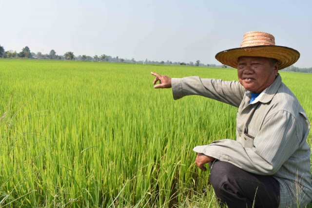 ข้าวเพื่อนบ้านทะลักฉุดราคาข้าวเปลือกในประเทศตกต่ำ