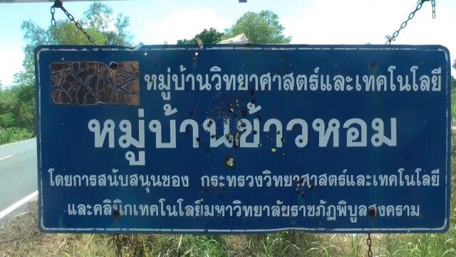 ฝนทิ้งช่วง-"ข้าวหอมมะลิ"เริ่มยืนต้นตาย
