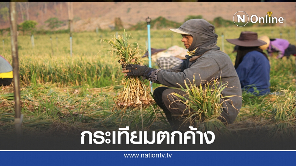 ชาวปายวอนช่วยขายกระเทียมตกค้าง2ล้านกิโลกรัม