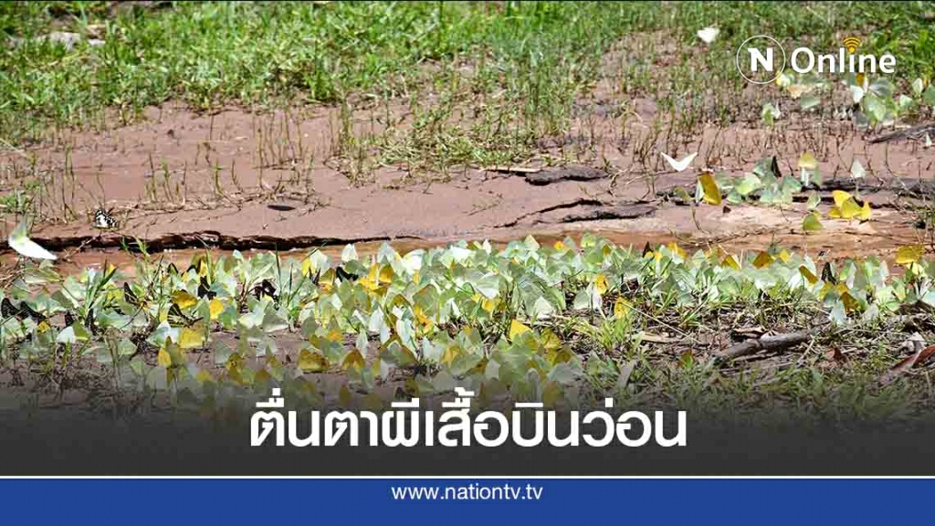 ตื่นตา "ผีเสื้อ" บินว่อนน้ำตกชาติตระการ ตื่นตา "ผีเสื้อ" บินว่อนน้ำตกชาติตระการ