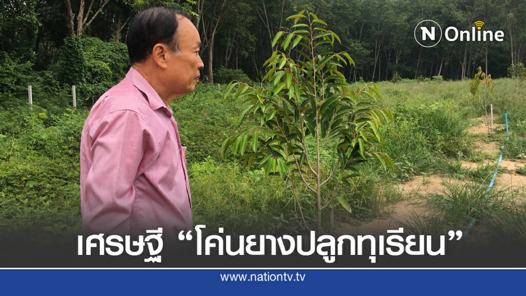 นักธุรกิจหมื่นล้าน  โค่นยางปลูกทุเรียน