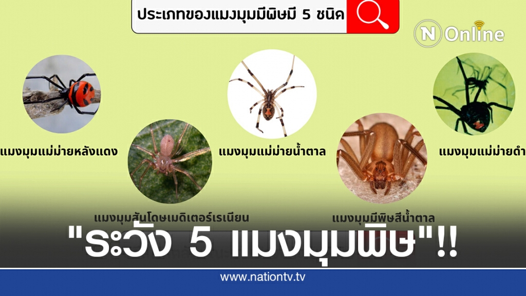 แพทย์แนะวิธีป้องกัน "แมงมุมมีพิษ" กัด
