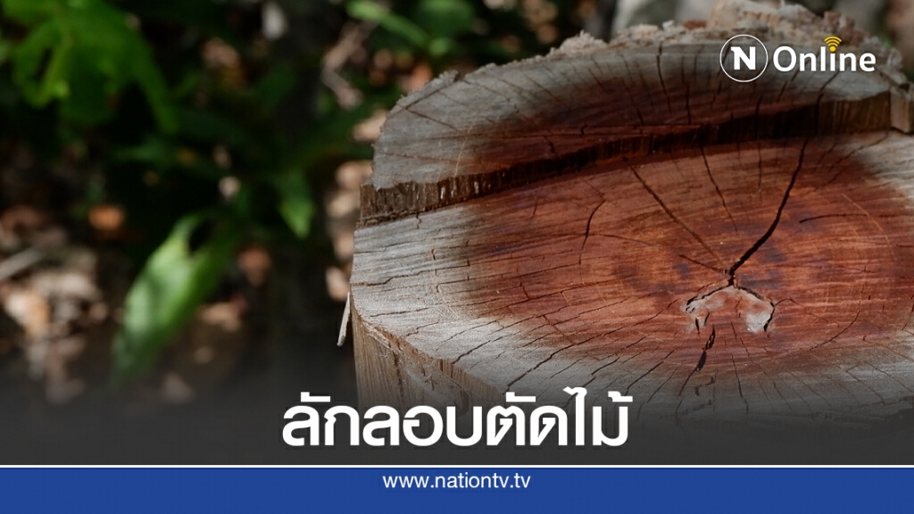 เร่งหาคนร้ายลักลอบตัดไม้ป่าชุมชน