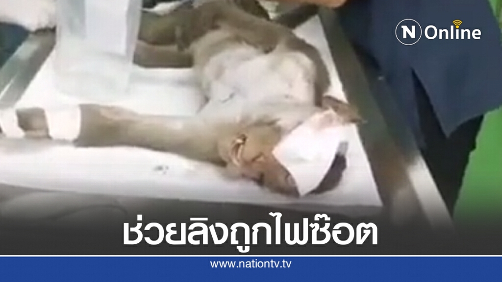 ช่วยลิงแสมถูกไฟฟ้าแรงสูงช๊อตสาหัส ช่วยลิงแสมถูกไฟฟ้าแรงสูงช๊อตสาหัส