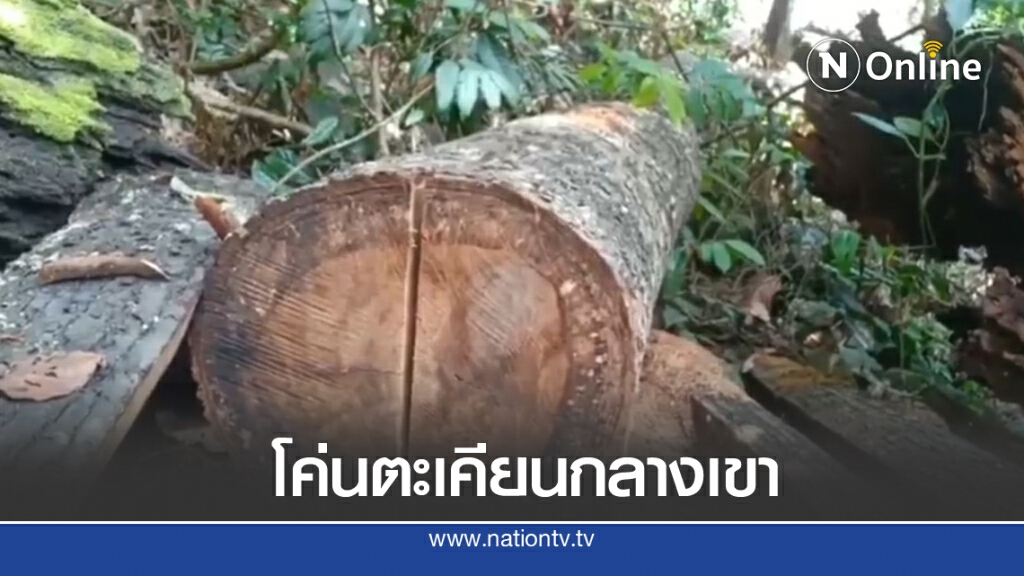 รองแม่ทัพภาค 4 สั่งล้างบางแก๊งค์มอดไม้โค่นต้นตะเคียนกลางเขาเมาะแต รองแม่ทัพภาค 4 สั่งล้างบางแก๊งค์มอดไม้โค่นต้นตะเคียนกลางเขาเมาะแต