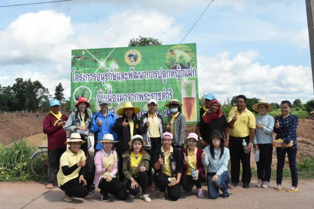 ทต.โนนสะอาด อนุรักษ์พัฒนาการปลูกหญ้าแฝกอันเนื่องมาจากพระราชดำริฯ