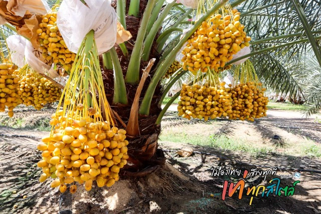 สุขใจพาเช็คอินสุพรรณ...ชาตินี้ต้องม๋า