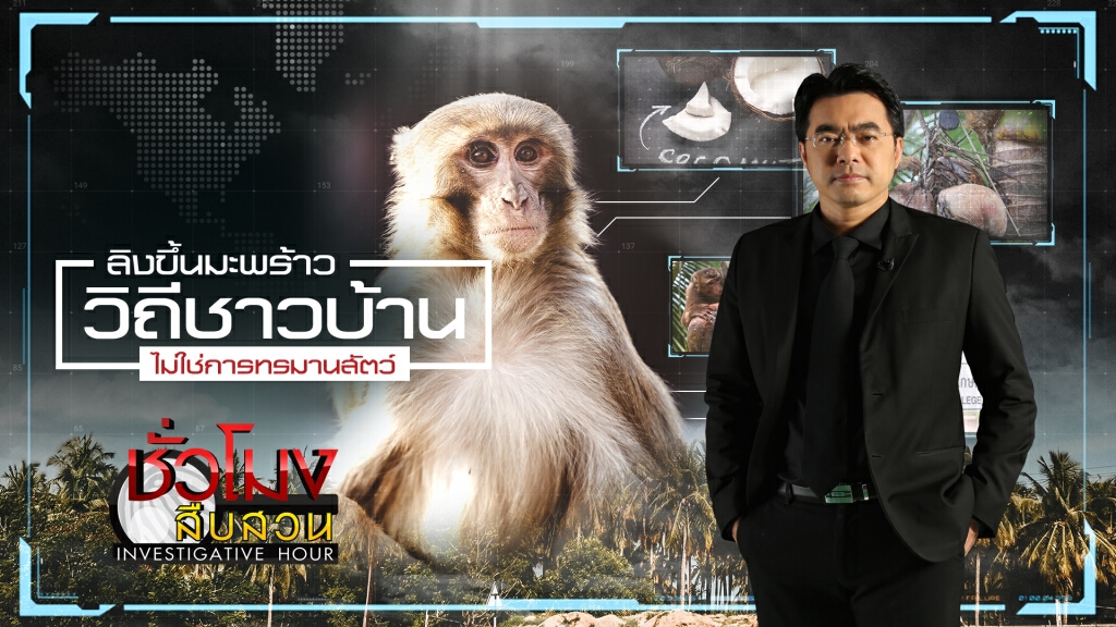 ชั่วโมงสืบสวน | ลิงขึ้นมะพร้าว วิถีชาวบ้าน ไม่ใช่การทรมานสัตว์ | 19 ก.ค. 63