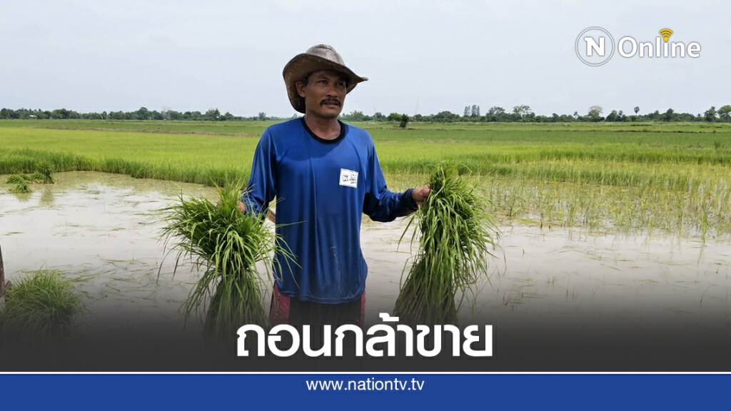 ฝนตกชาวนาเร่งถอนต้นกล้าส่งขาย ฝนตกชาวนาเร่งถอนต้นกล้าส่งขาย