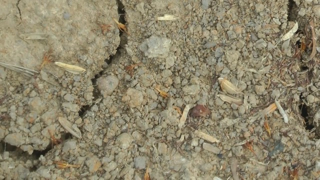 ฝนตกน้อย-ข้าวหว่านแห้งไม่งอก