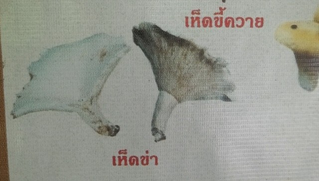 หาม4ชาวน่านกินเห็ดพิษส่งรพ.