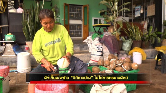 ชั่วโมงสืบสวน | ลิงขึ้นมะพร้าว วิถีชาวบ้าน ไม่ใช่การทรมานสัตว์ | 19 ก.ค. 63