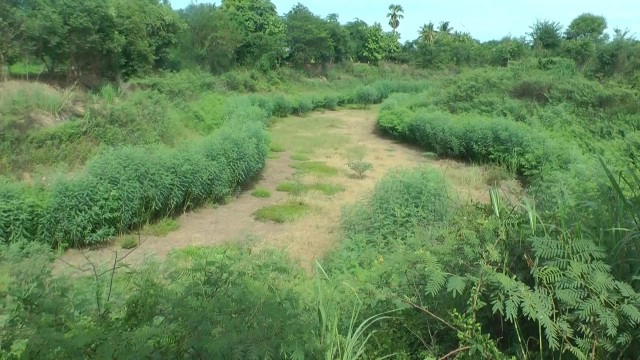 ฝนตกน้อย-ข้าวหว่านแห้งไม่งอก