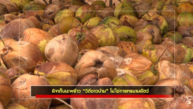 ชั่วโมงสืบสวน | ลิงขึ้นมะพร้าว วิถีชาวบ้าน ไม่ใช่การทรมานสัตว์ | 19 ก.ค. 63