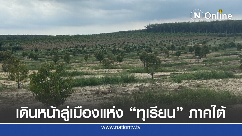 "นักธุรกิจสะเดา" แห่โค่นยางพาราปลูกทุเรียน