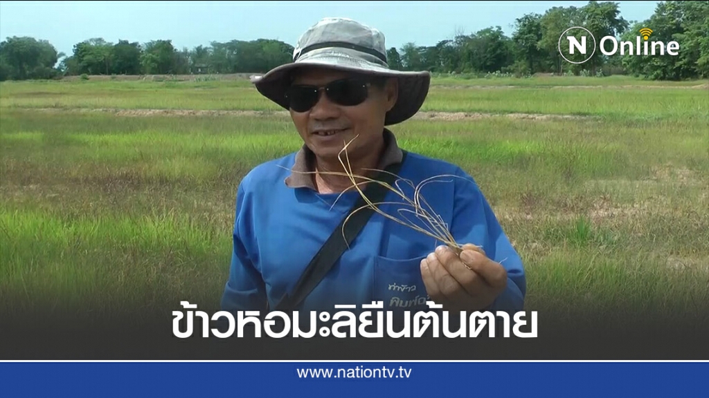 วอนรัฐทำฝนหลวงช่วยข้าวหอมมะลิ