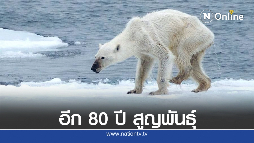 นักวิทยาศาสตร์ คาด "หมีขั้วโลก" จะสูญพันธุ์ 80 ปีข้างหน้า จากโลกร้อน