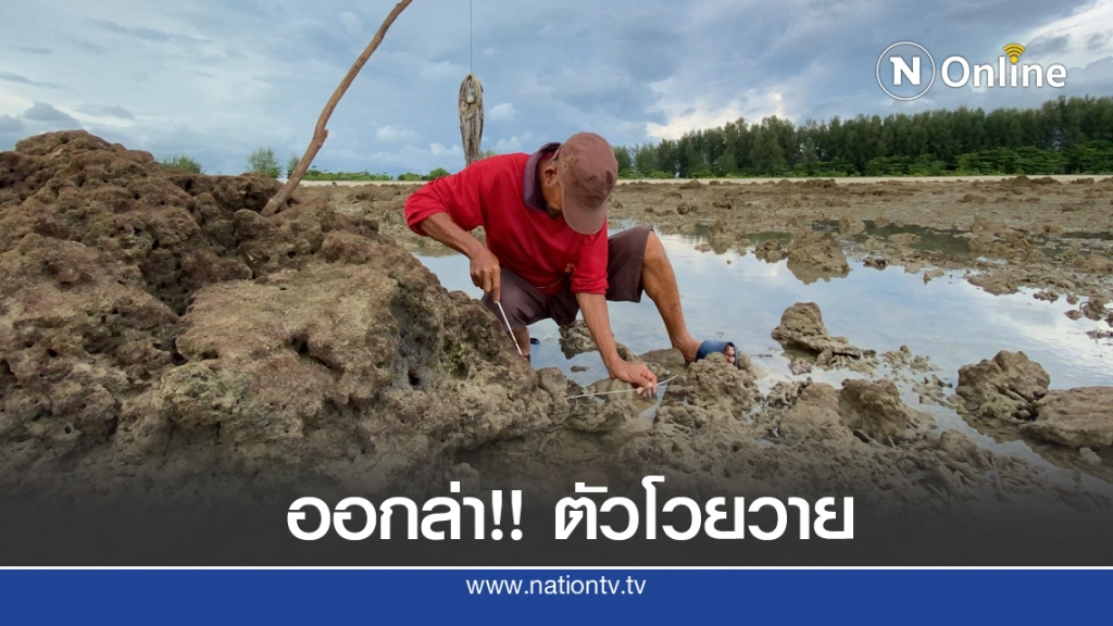 วิถีชีวิตริมทะเล "ล่าตัวโวยวาย" กินในครัวเรือนเหลือขาย วิถีชีวิตริมทะเล "ล่าตัวโวยวาย" กินในครัวเรือนเหลือขาย