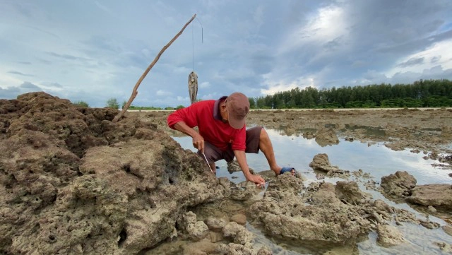 วิถีชีวิตริมทะเล "ล่าตัวโวยวาย" กินในครัวเรือนเหลือขาย