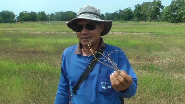 วอนรัฐทำฝนหลวงช่วยข้าวหอมมะลิ