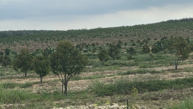 เปิดใจ นักธุรกิจหมื่นล้าน ปั้น"สะเดาเมืองทุเรียน"