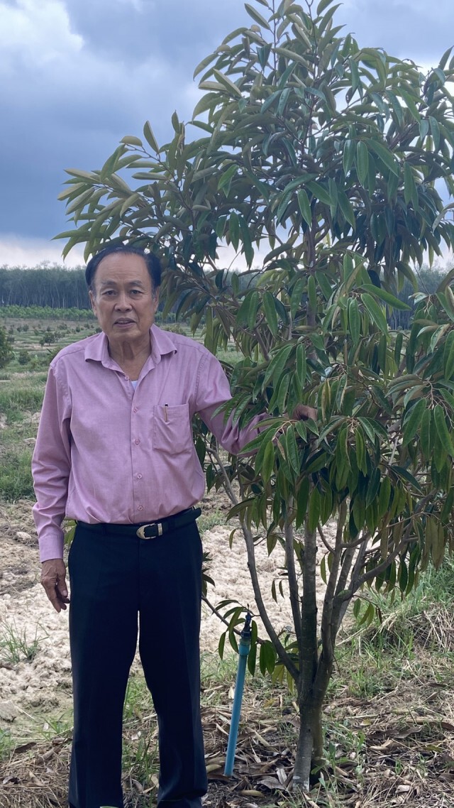 "นักธุรกิจสะเดา" แห่โค่นยางพาราปลูกทุเรียน