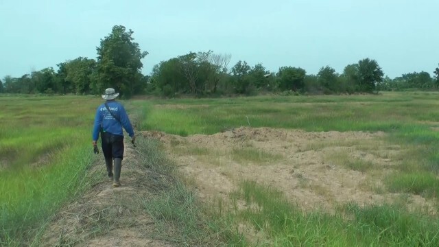 วอนรัฐทำฝนหลวงช่วยข้าวหอมมะลิ