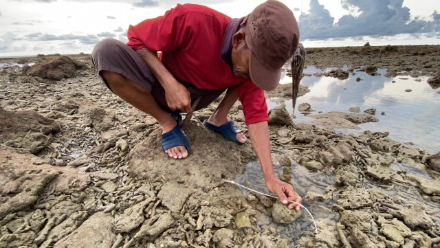 วิถีชีวิตริมทะเล "ล่าตัวโวยวาย" กินในครัวเรือนเหลือขาย
