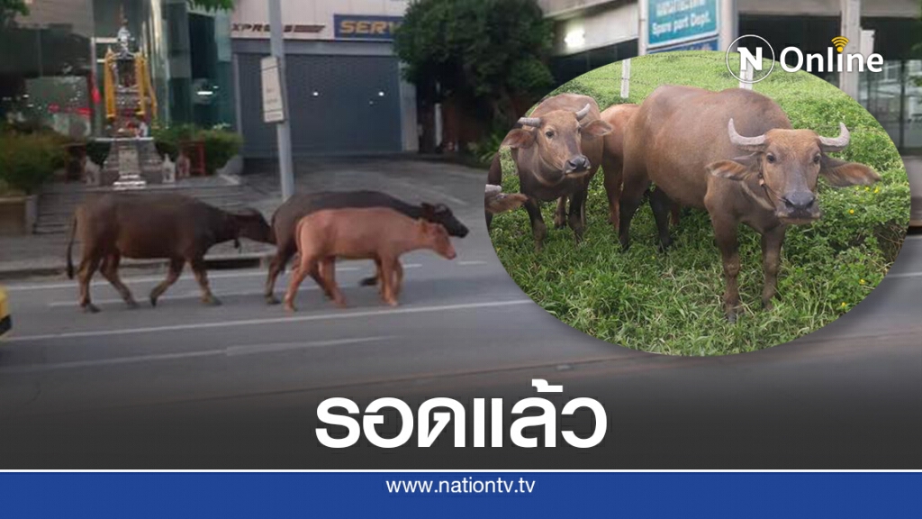 พลังบุญช่วย แม่ชี ไถ่ชีวิตควายศรีนครินทร์ 6 ตัว หนีพ้นโรงเชือด พลังบุญช่วย แม่ชี ไถ่ชีวิตควายศรีนครินทร์ 6 ตัว หนีพ้นโรงเชือด