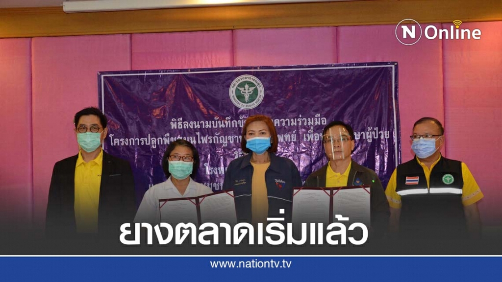 "ยางตลาด"เริ่มแล้วปลูกกัญชารักษาโรค