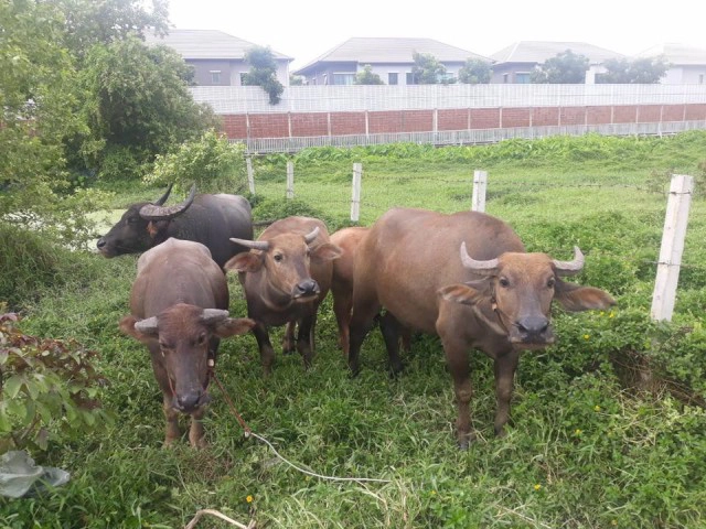 พลังบุญช่วย แม่ชี ไถ่ชีวิตควายศรีนครินทร์ 6 ตัว หนีพ้นโรงเชือด