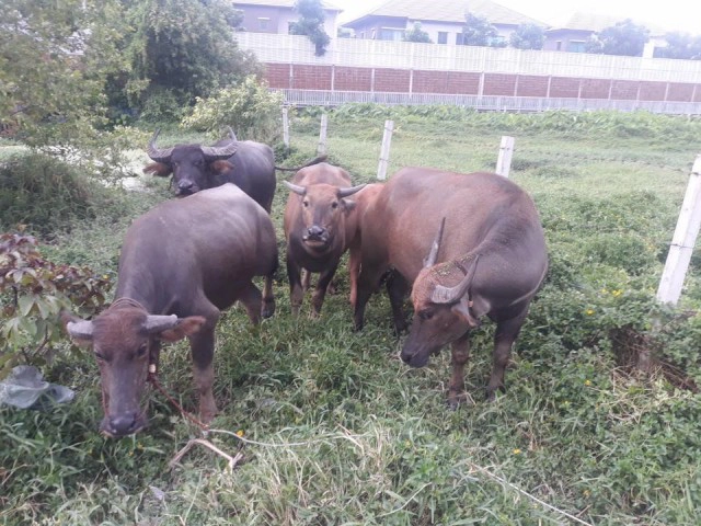 พลังบุญช่วย แม่ชี ไถ่ชีวิตควายศรีนครินทร์ 6 ตัว หนีพ้นโรงเชือด