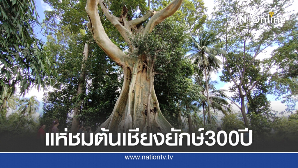 ชาวบ้านแห่ชมต้นเชียงยักษ์อายุกว่า 300 ปีให้โชค