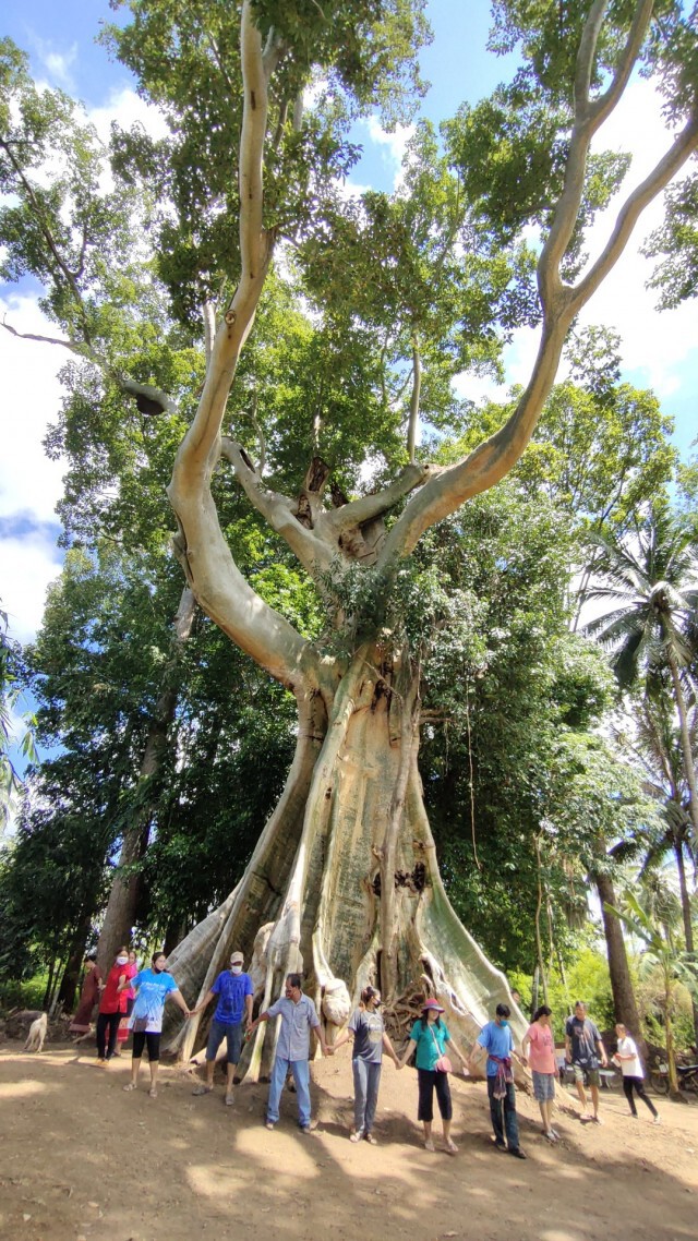 ชาวบ้านแห่ชมต้นเชียงยักษ์อายุกว่า 300 ปีให้โชค