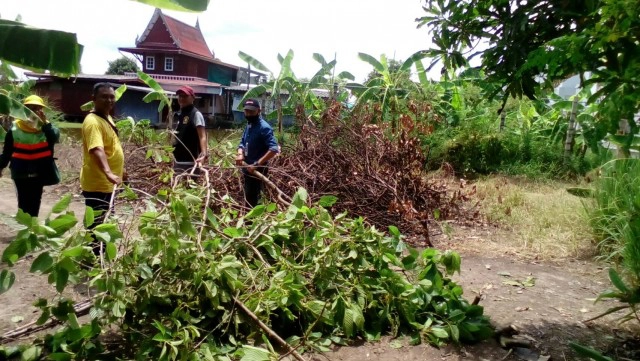 เฒ่าลาดกระบัง ลอบปลูกต้นกระท่อม เด็ดใบขาย 7 ปี