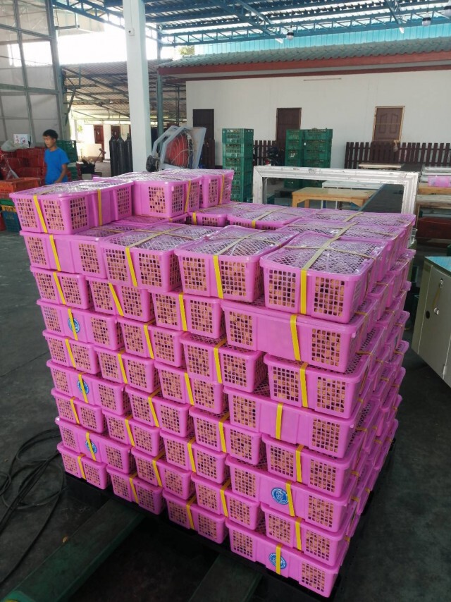 พาณิชย์ลำพูนเปิดจุดรับซื้อลำไยช่วยเกษตรกร