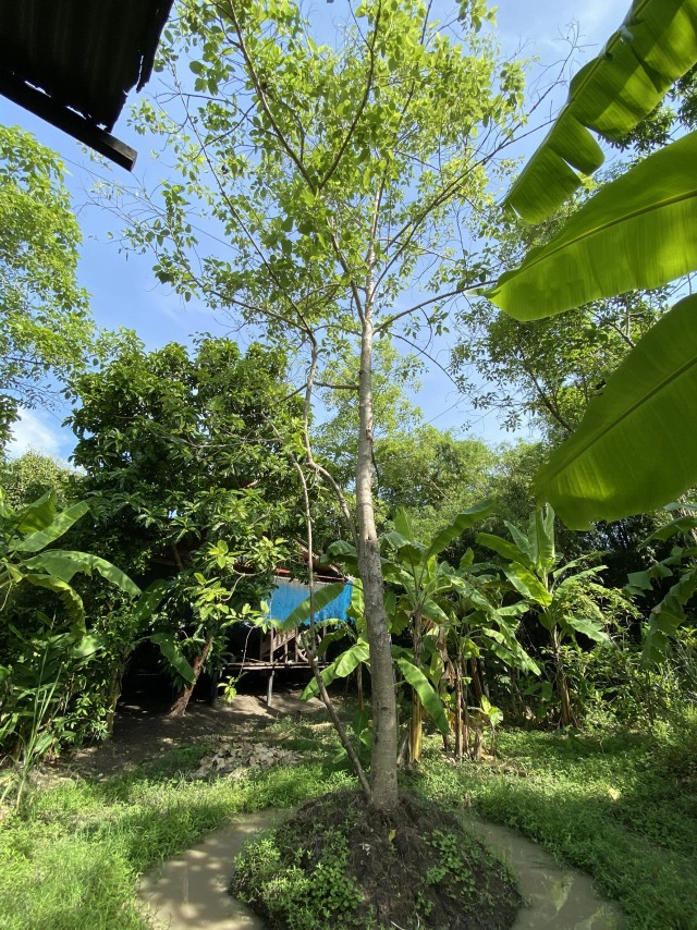 เฒ่าลาดกระบัง ลอบปลูกต้นกระท่อม เด็ดใบขาย 7 ปี