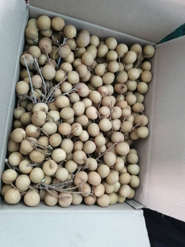พาณิชย์ลำพูนเปิดจุดรับซื้อลำไยช่วยเกษตรกร