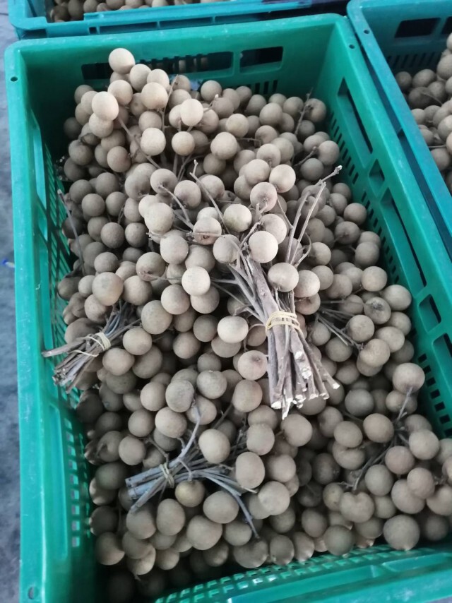 พาณิชย์ลำพูนเปิดจุดรับซื้อลำไยช่วยเกษตรกร