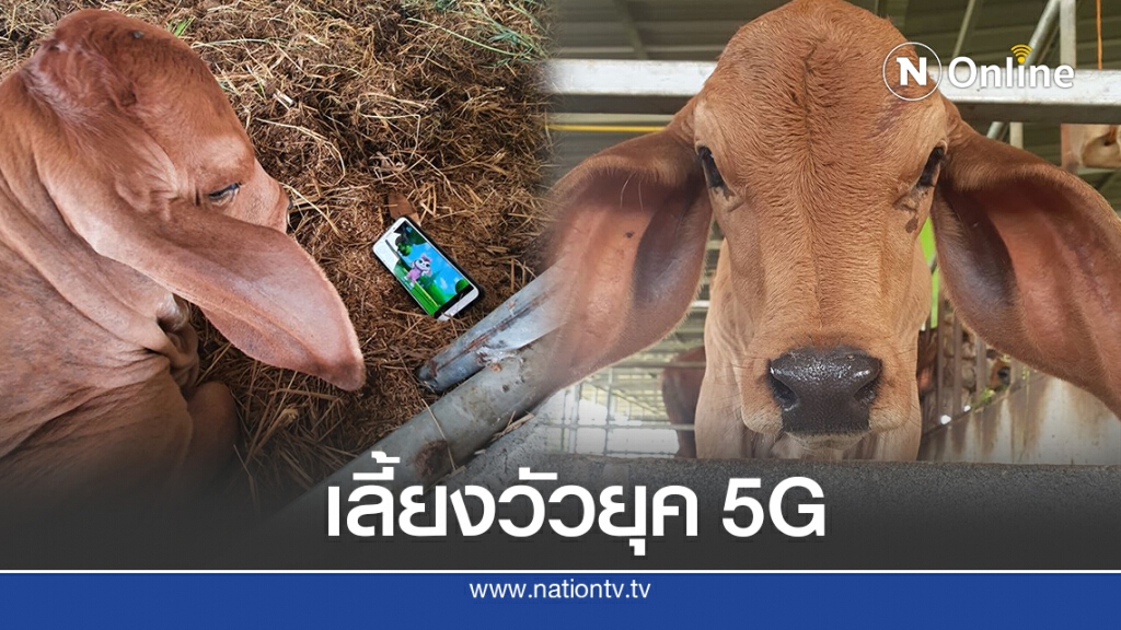 เอ็นดูวัวยุค 5G นอนดูการ์ตูนสบายใจเฉิบ เอ็นดูวัวยุค 5G นอนดูการ์ตูนสบายใจเฉิบ