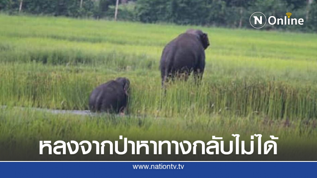 2 ช้างป่าเขาอ่างฤาไนหลงทางกว่า 100 ก.ม. โผล่ประจันตคาม 2 ช้างป่าเขาอ่างฤาไนหลงทางกว่า 100 ก.ม. โผล่ประจันตคาม