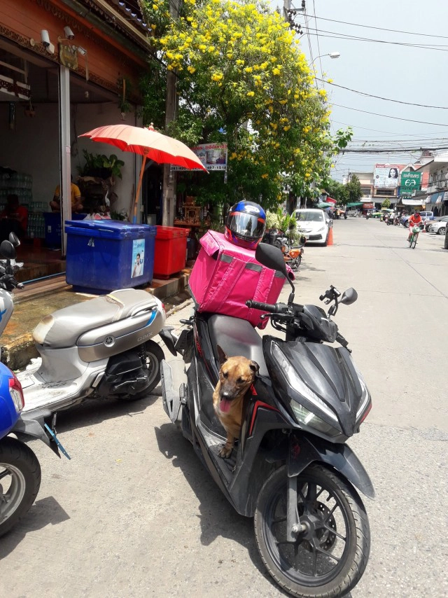 หนุ่มส่งอาหารเป็นงง เจอน้องหมากระโดดขึ้นรถไม่ยอมลง เหมือนมองหาแต่เจ้าของ