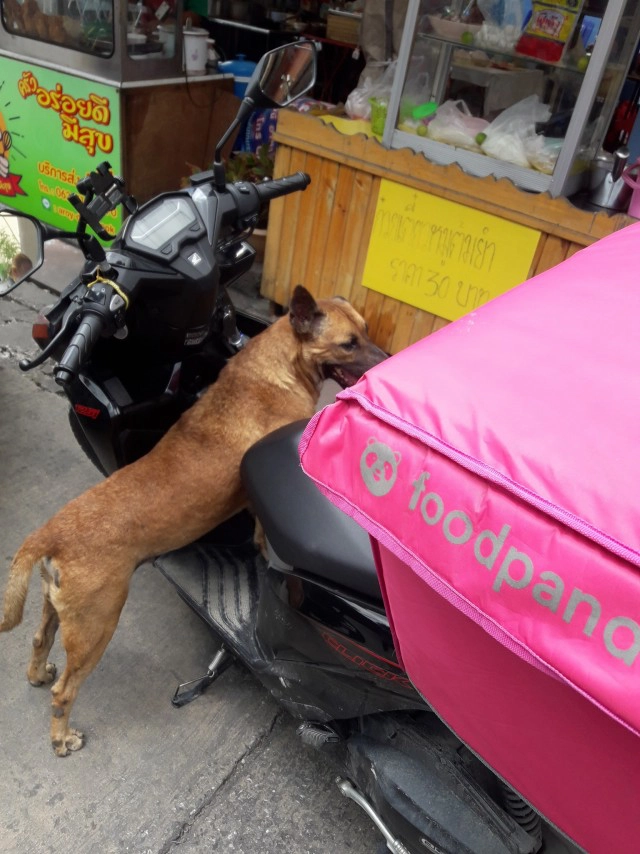 หนุ่มส่งอาหารเป็นงง เจอน้องหมากระโดดขึ้นรถไม่ยอมลง เหมือนมองหาแต่เจ้าของ