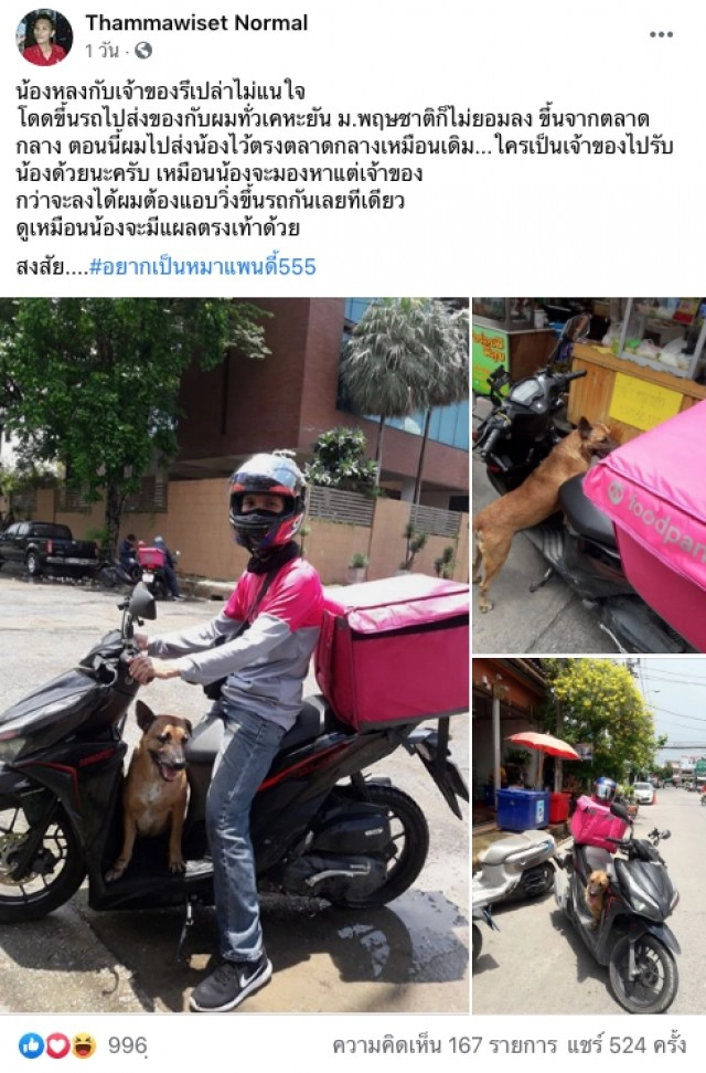 หนุ่มส่งอาหารเป็นงง เจอน้องหมากระโดดขึ้นรถไม่ยอมลง เหมือนมองหาแต่เจ้าของ