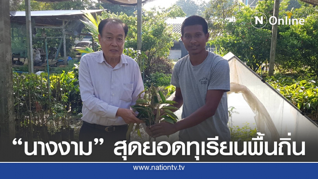 ขยายพันธุ์ทุเรียนพื้นบ้านชื่อดังสงขลา "นางงาม" ขยายพันธุ์ทุเรียนพื้นบ้านชื่อดังสงขลา "นางงาม"