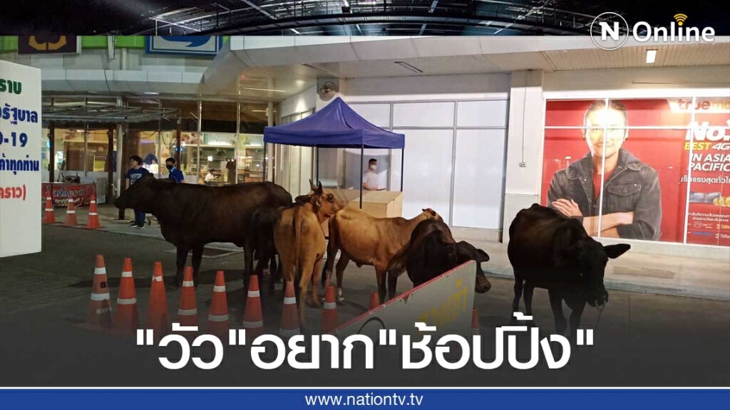 วุ่นทั้งเมือง "วัว" อยาก "ช้อปปิ้ง"